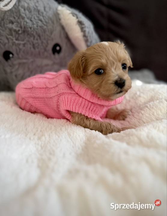 Maltipoo maleńka dziewczynka Wadowice