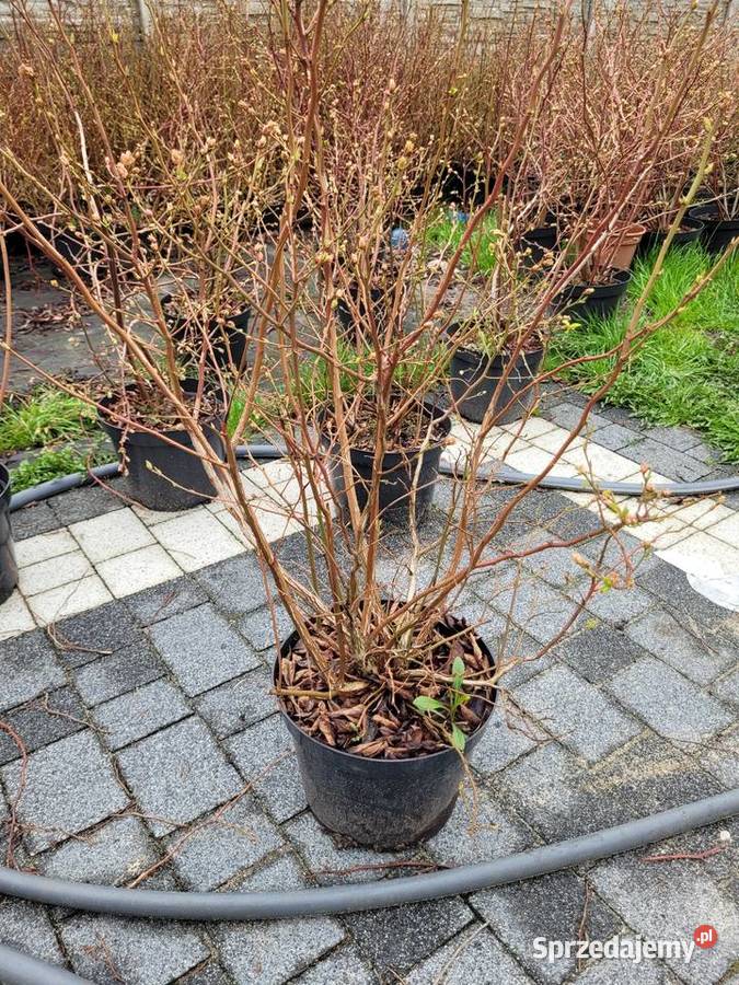 6 letnie ponad metrowe krzewy Borówki Żłobizna sprzedam