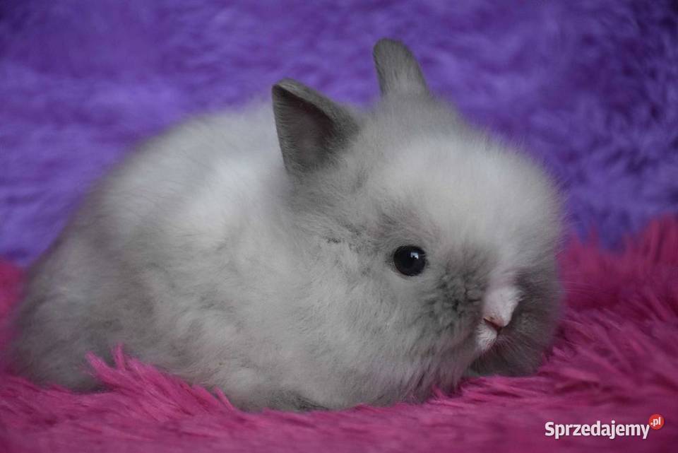 Karzełki teddy różne kolory puszysty królik Gryzonie Lipno