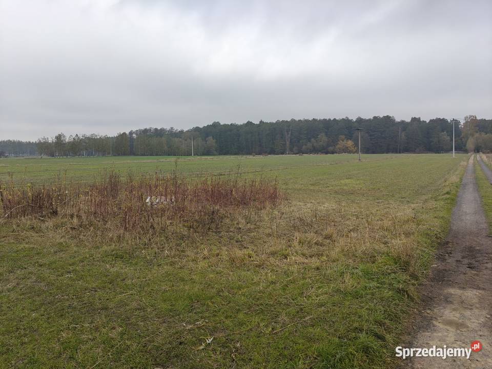 Syndyk sprzeda Kobierne