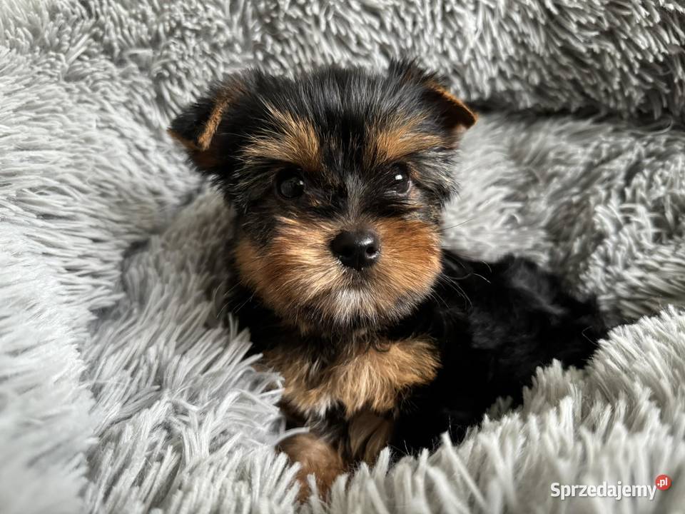 Dziewczynka Yorkshire Terrier Wyprawka Chip Częstochowa