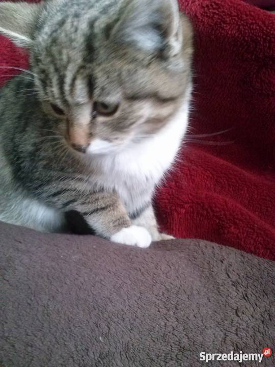 Oddam kociaki Krosno