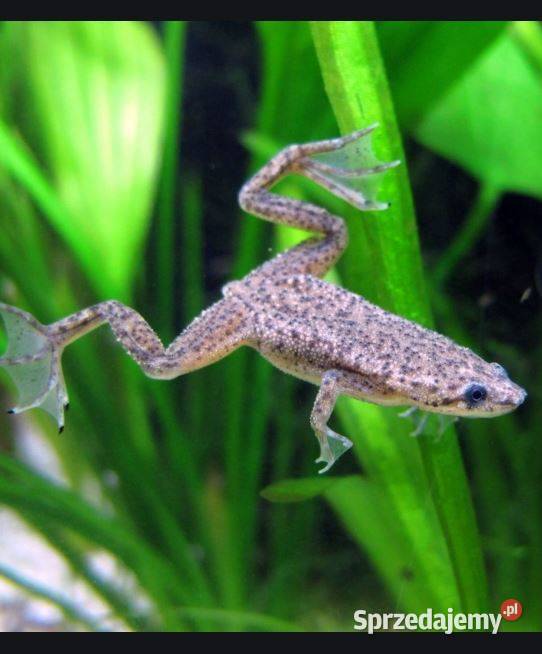 Żaba Karlik szponiasty Hymenochirus boettgeri Ryby pomorskie Gdańsk