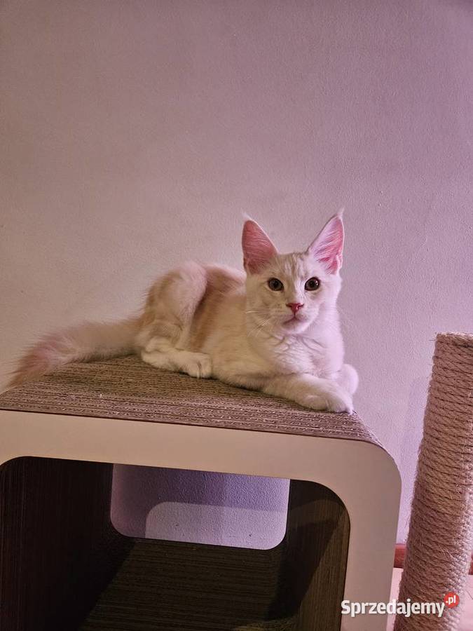 CatsMyLove kociaki Maine Coon śląskie