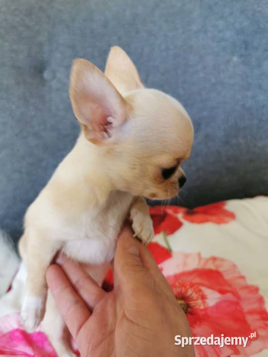 Cudny mini chłopczyk ZKwP FCI Lubin