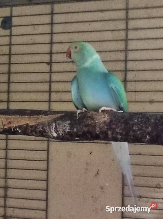 Aleksandretta aleksandretty Warszawa