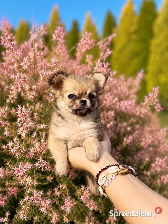Chihuahua szczenięta FCI Bełchatów