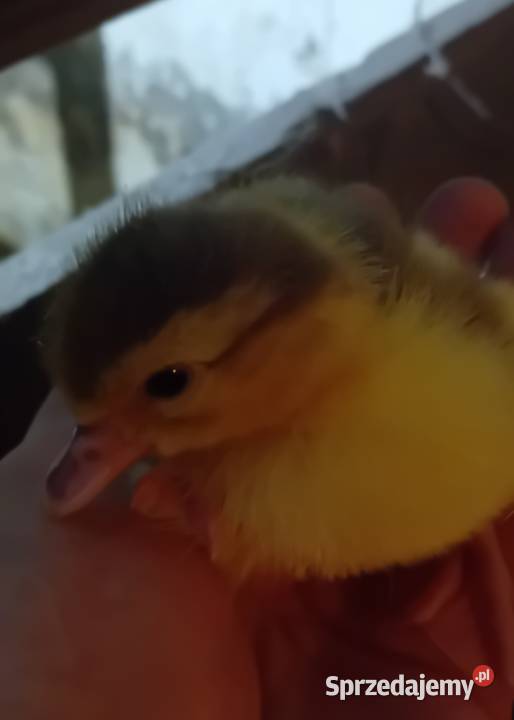 Kaczątka pizmowe francuskie Zwierzęta Augustów