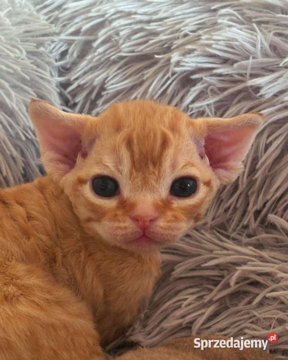 kocurek Devon Rex Rudy