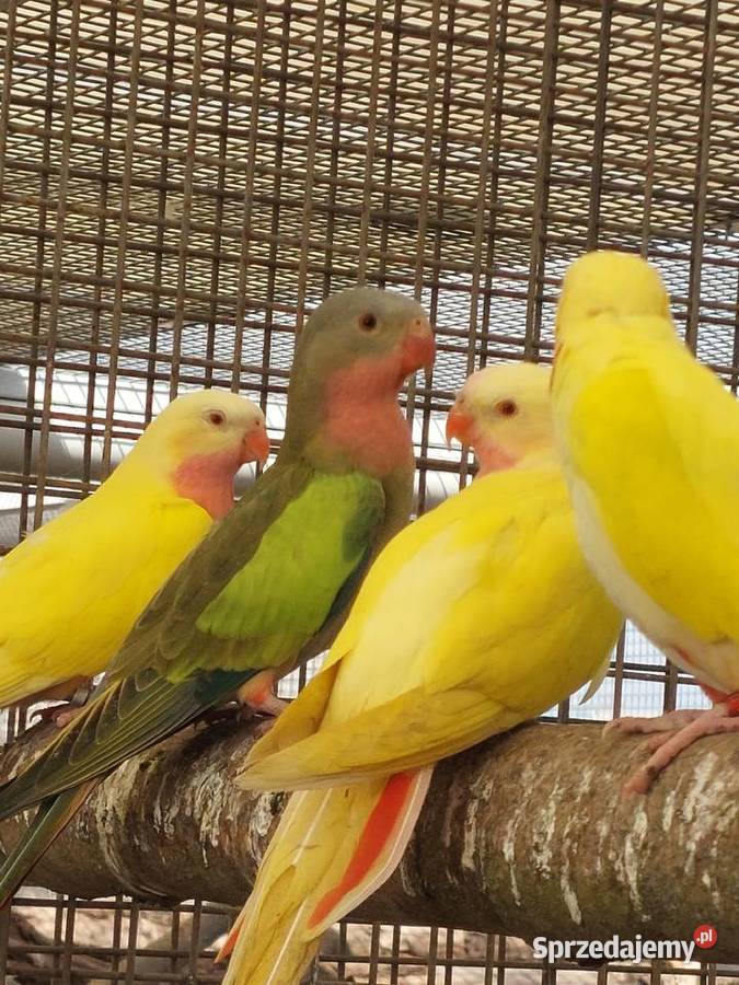 Sprzedam papugi Grodzisk Wielkopolski