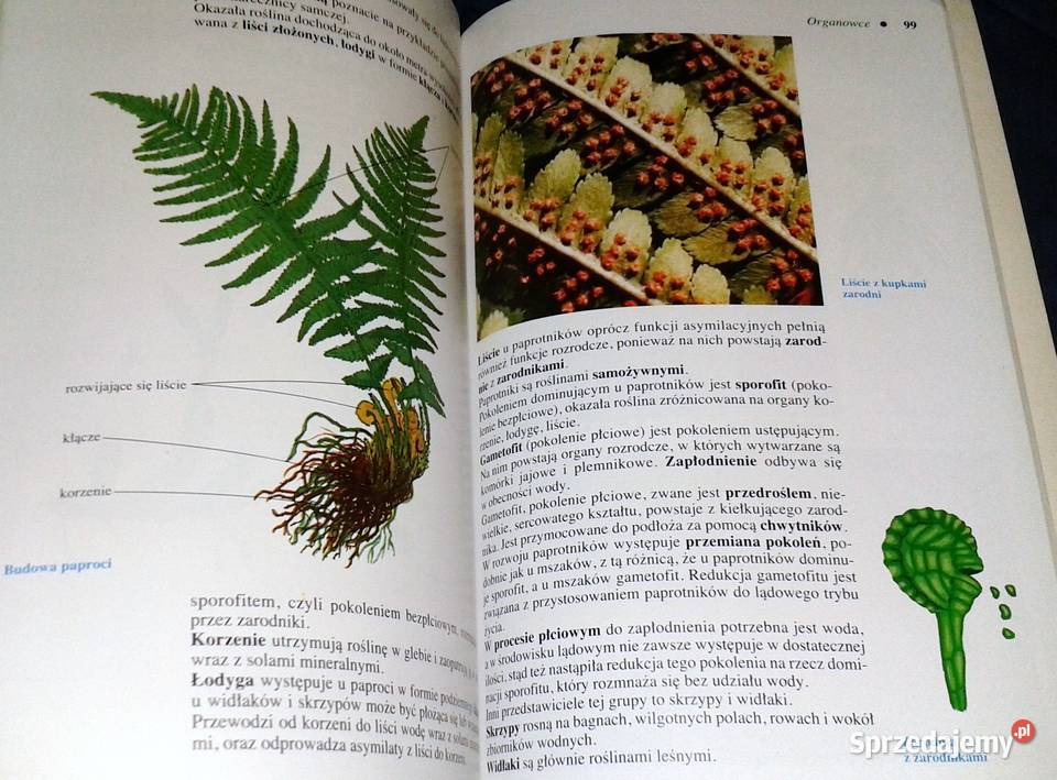 Biologia 6 Henryk Lach Krystyna Mnich Pozostałe Chełm