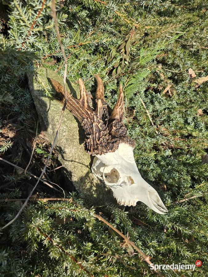 AKTUALNY REKORD ŚWIATA HAMPSHIRE 2893 CIC KOPIA Orzesze