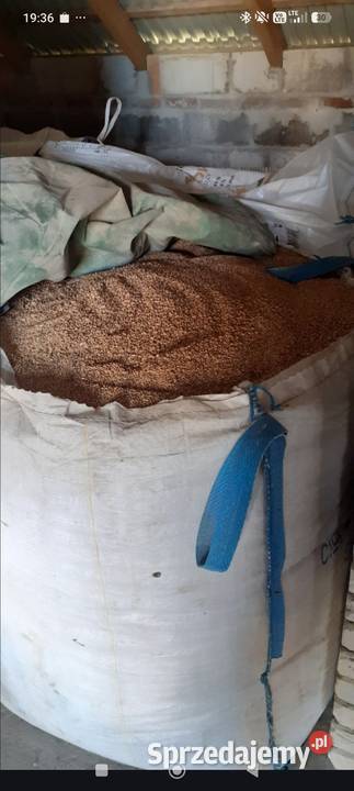 Pszenica jara przewdka lubelskie