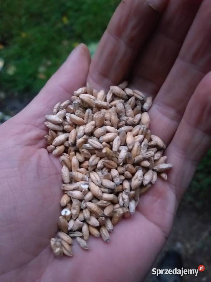 Pszenżyto ozime na sprzedaż Kałuszyn sprzedam