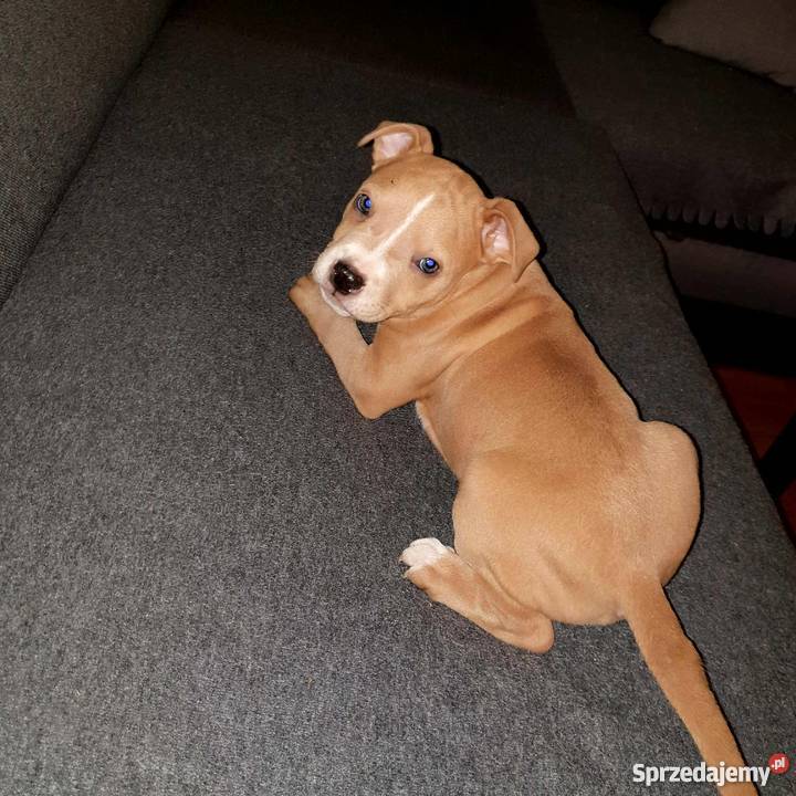 Szczeniaki amstaff Września