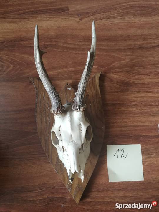 Poroża kozłów i szable dzika Łódź