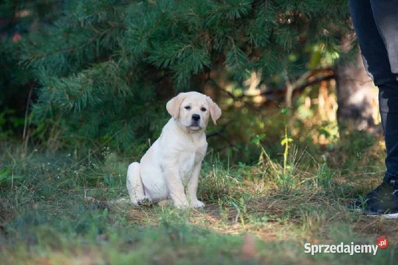 Szczeniak labradora zachodniopomorskie Szczecin