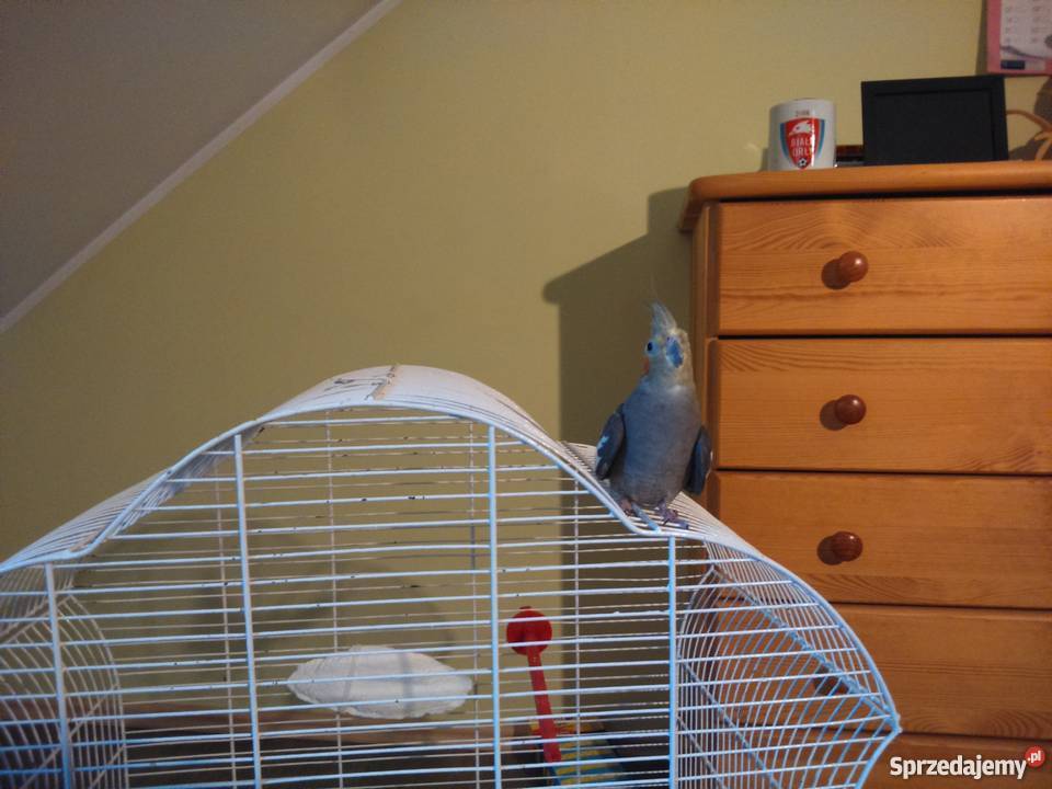 oddam w ręce papugę nimfę Warszawa