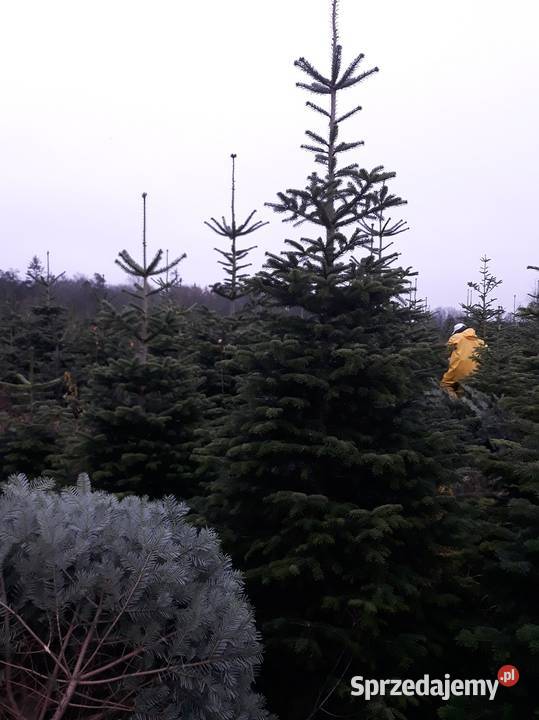 Jodła Kaukaska Nordmann cięta choinki HURT z Łódź