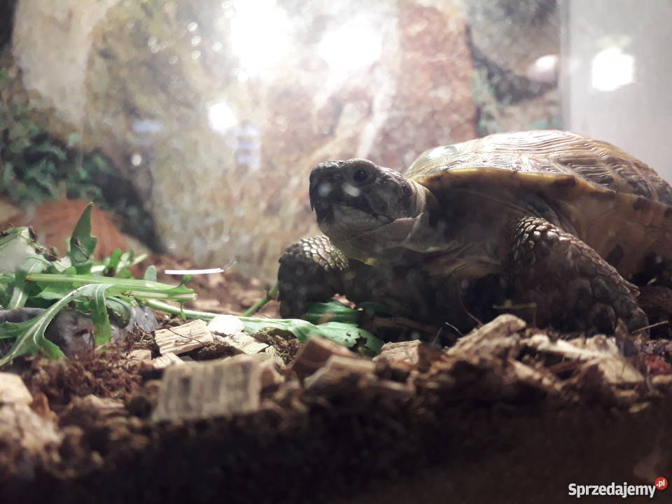 żółw stepowy z dokumetacja i terrarium