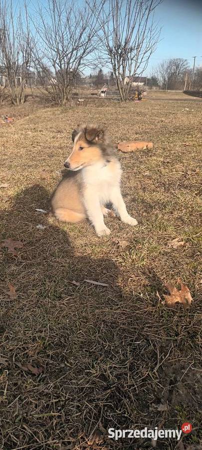 Szczenięta Owczarek szkocki Łuków