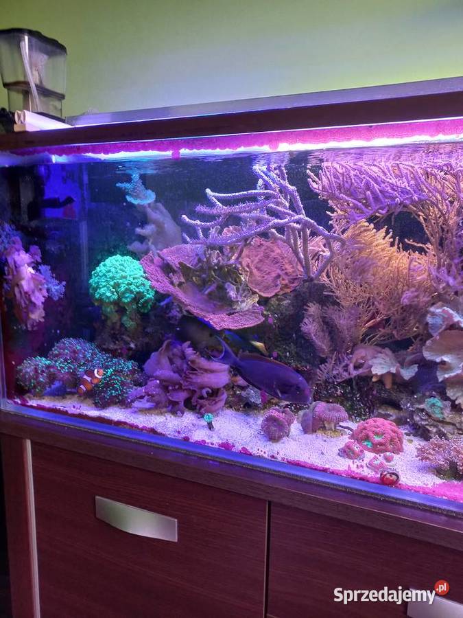 Akwarium morskie lubuskie Sulęcin