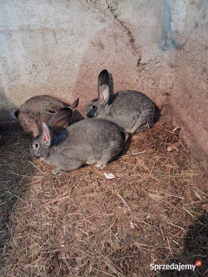 Królik do howu samice