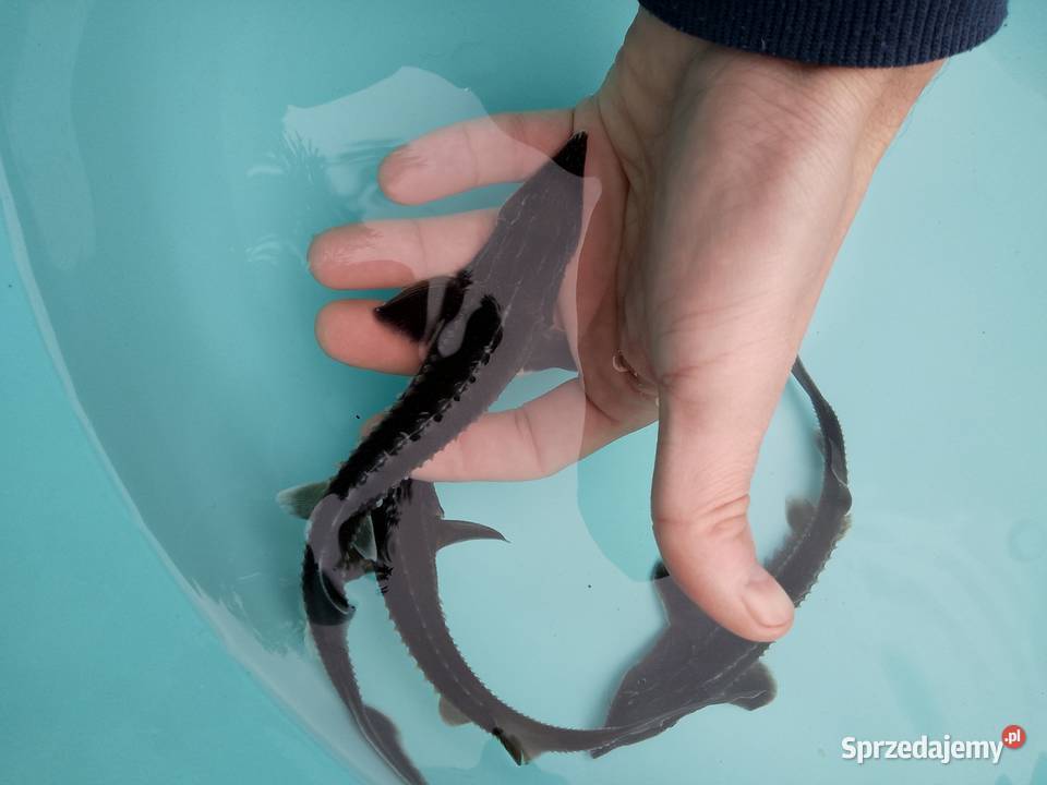 Jesiotr Syberyjski ok15 Dostępny na miejscu dolnośląskie Nowa Ruda