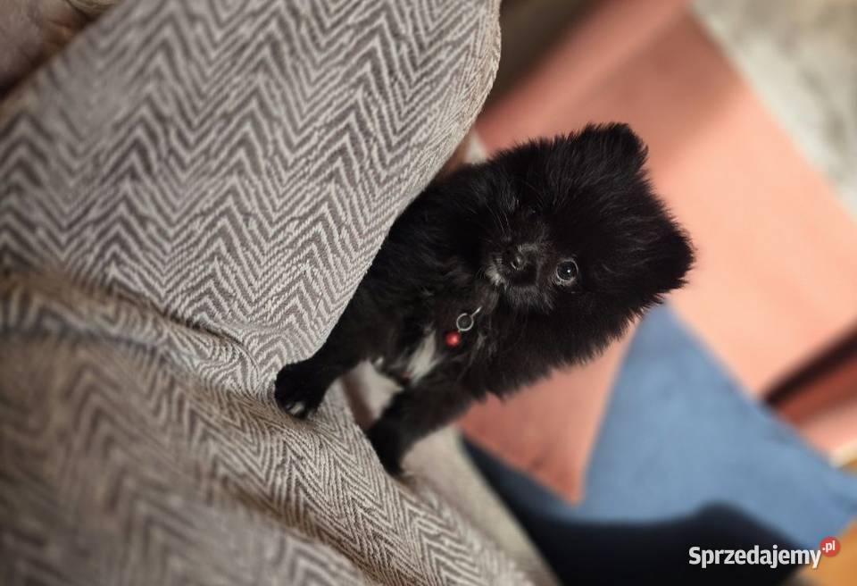 Szpic miniaturowy xxs miniaturowy piesek Kraków