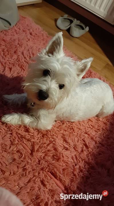 West Highland White Terrier Psy sprzedam