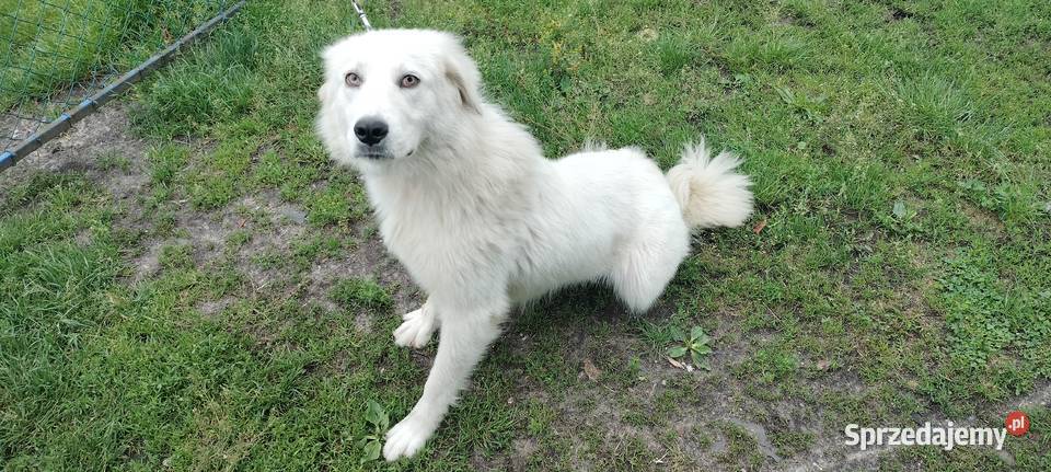 Owczarek Podhalański Owczarek Gromadka