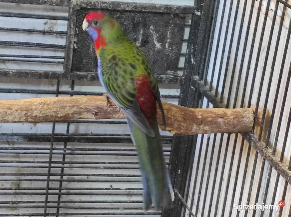 Rozella królewska samiec czerwony Rębków