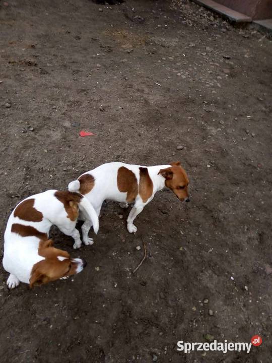 Jack Russell Terrier Grabów