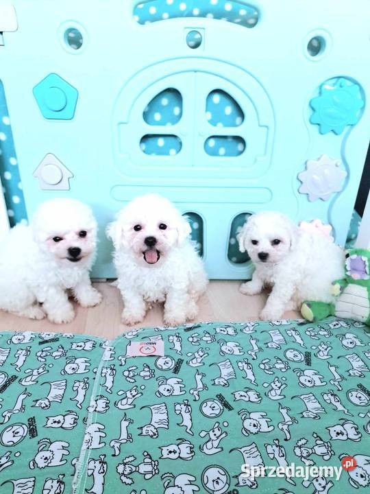 Bichon frise z rodowodem FCI do odbioru Poznań