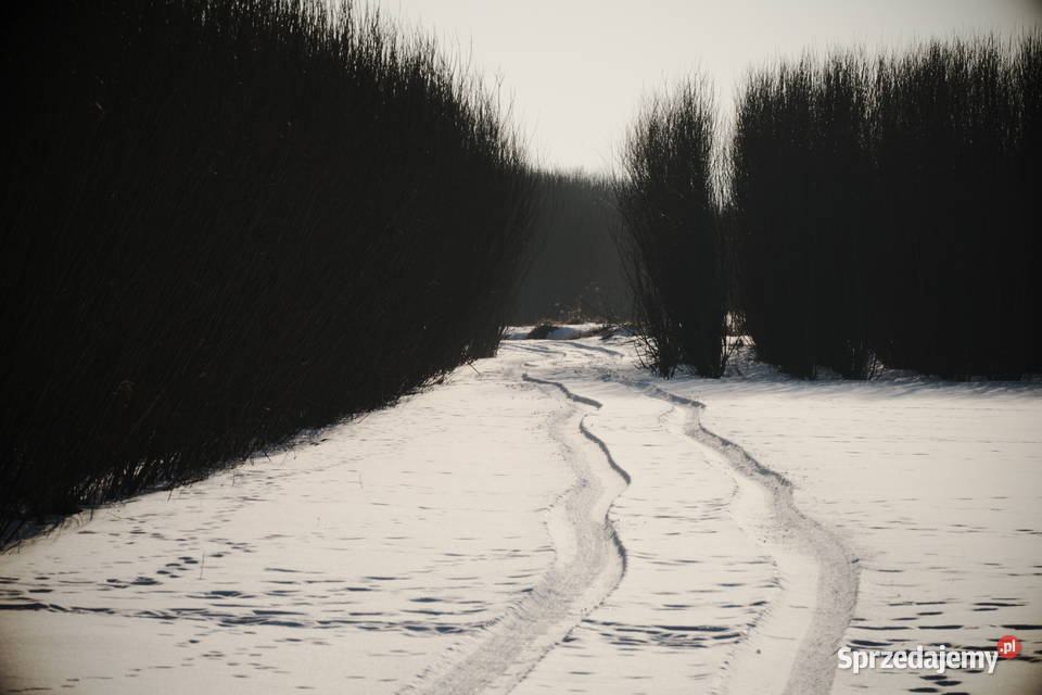 wierzba energetyczna na pniu z 95 ha Haczów