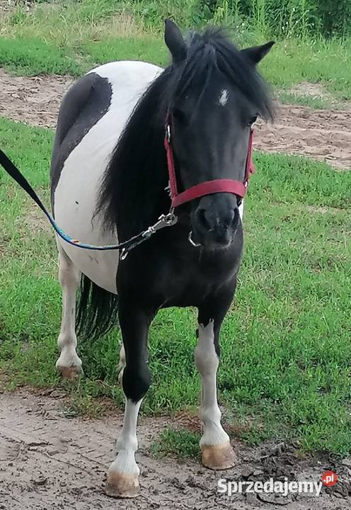 Kucyk klacz Falęcice