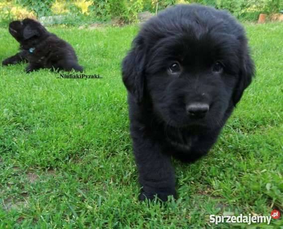 Nowofunland Nowofundland z RODOWODEM lubelskie Parczew