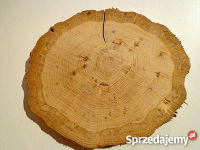 Plaster krążki drewna bez kory Dąb 1519 flek Rybnik