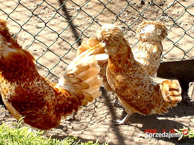 drób ozdobny Dąbrowa Górnicza