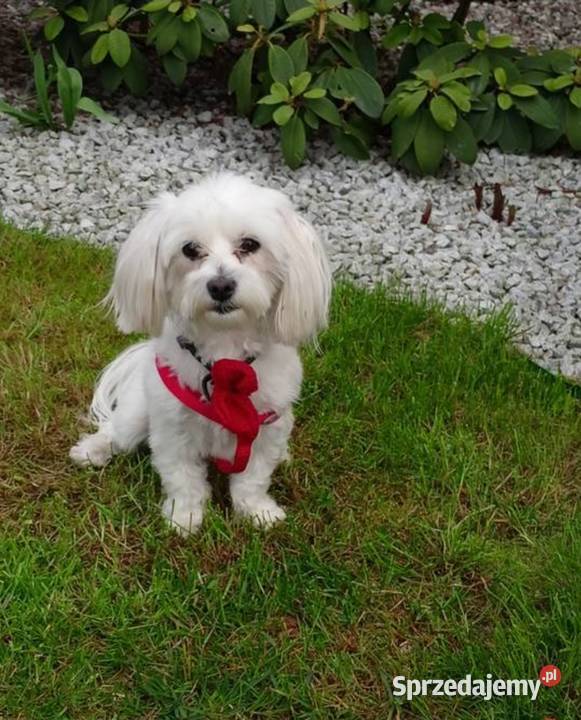 Maltańczyk reproduktor Kołaczkowo sprzedam