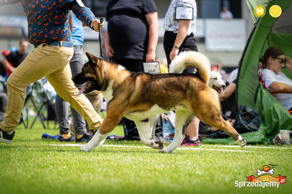 Zapowiedź miotu AKITA AMERYKAŃSKA jesień 2025 Poddębice