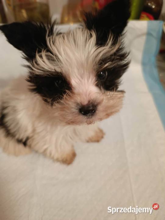 York biewer Puławy sprzedam