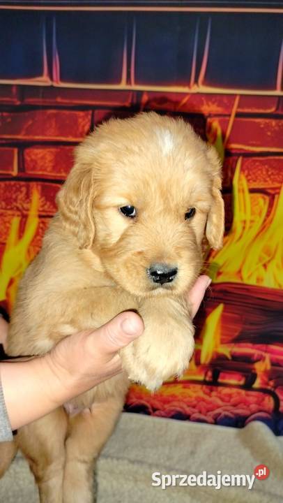 Golden Retriever Golden Retriever Ciechowice