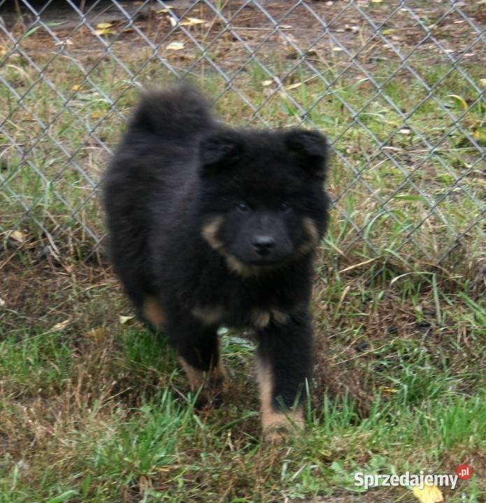Eurasier szczenie piesek