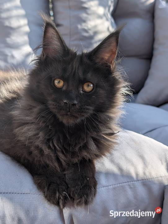 Evita czarna dymna kotka Maine Coon Tica Pszczyna
