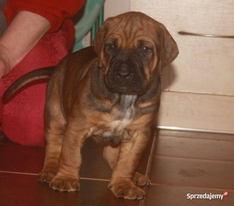 szczenięta Tosa Inu Ełk