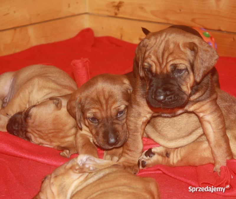 szczenięta Tosa Inu Psy Ełk