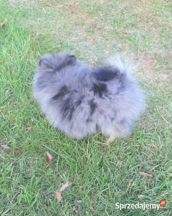 Szpic miniaturowy blue merle tan łódzkie Pabianice sprzedam