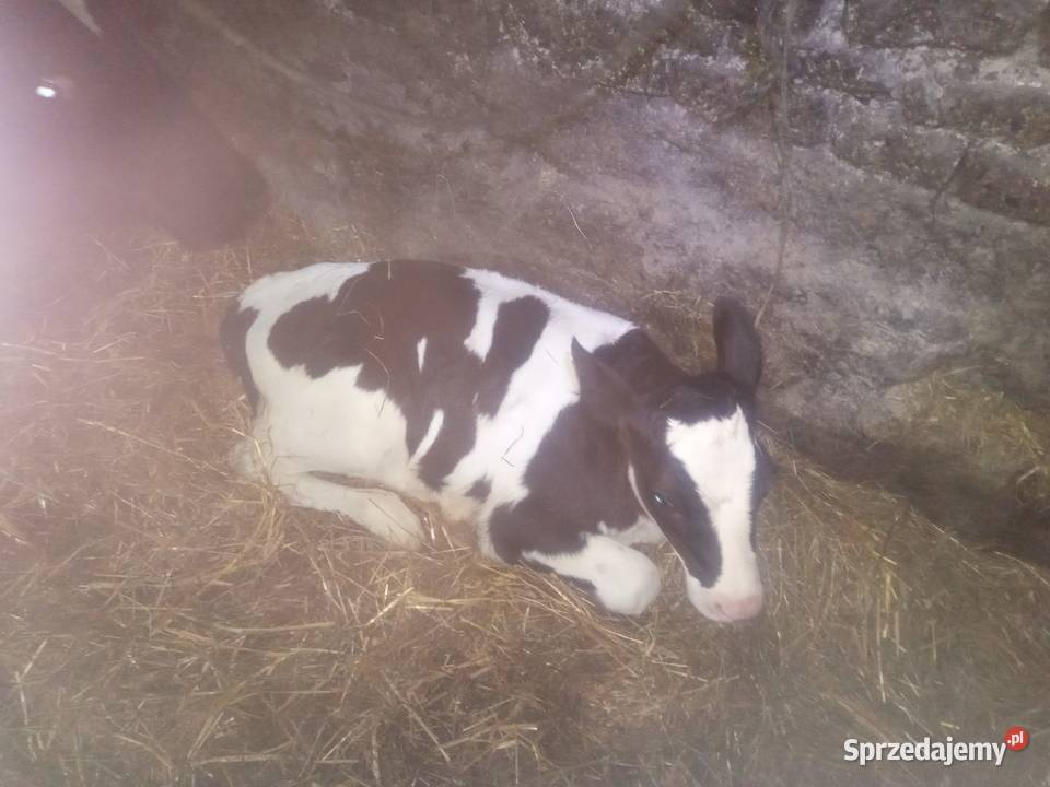 Cielaki z likwidacji gospodarstwa Słotwiny