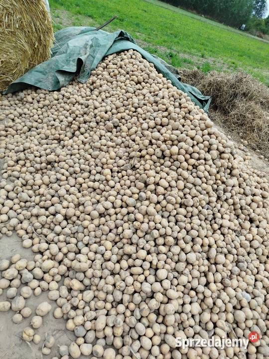 Ziemniaki sadzeniaki bryza nieuszkodzony Do ziemniaków i warzyw Przybyszewo